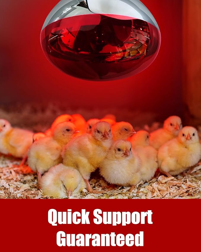 250W R40 Red Heat Lamp Bulbs, 8000 Hours Rated, Infrared Flood Light, Brooder Heating Lamp for Chickens, Reptiles, Pets, Bathroom, E26 Base - 6 Pack